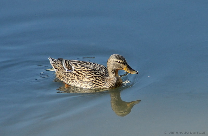 Anas platyrhynchos - Germano reale